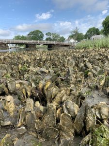 shellfish habitat