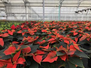 poinsettias in a greenhouse