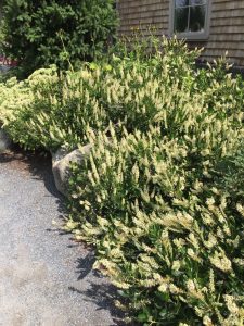 Hummingbird plant at a home