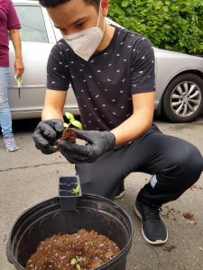 boy planting a seedling