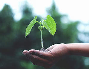 person holding a plant