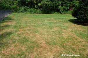 bentgrass stand dormant in hot summer, may be mistaken for disease activity
