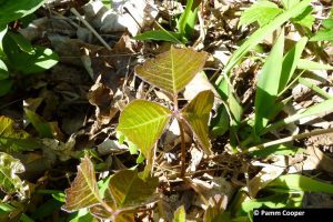 poison ivy leaves