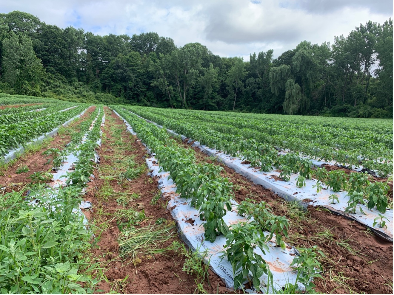 pepper plants growing in rows covered by white biodegradable mulch