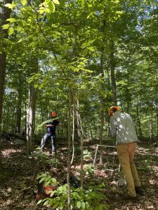 UConn Forest crew working in the woods with sun shining through trees