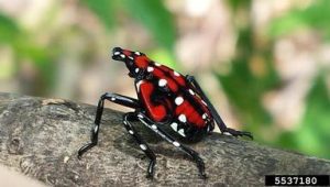 immature spotted lanternfly
