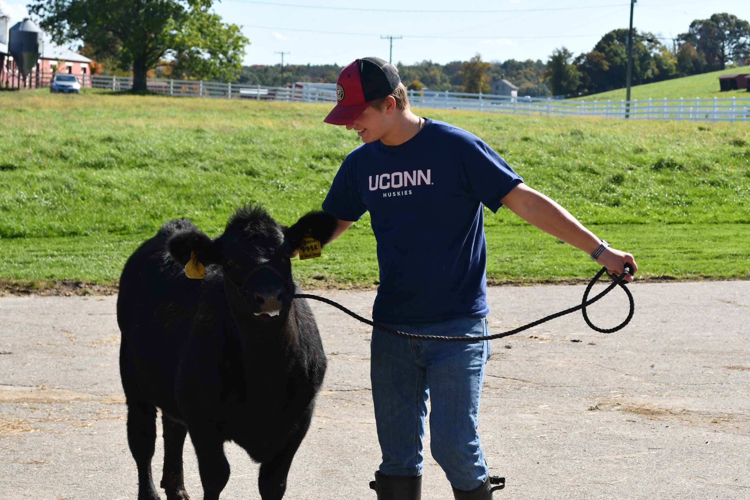male student with Angus beef animal