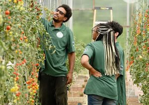 man and youth looking at tomatoes in greenhouse