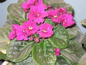 pink african violet flower