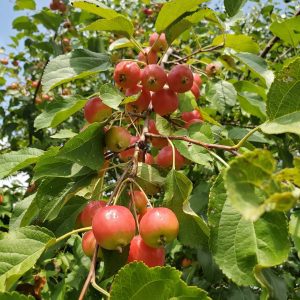 small wild crabapples on a branch