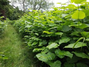 hedge of Japanese knotweed