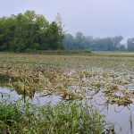 cornfield flooded with rain