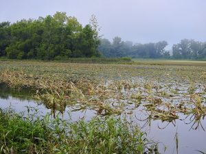 cornfield flooded with rain
