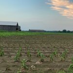 wilted crops in a field with barns in the background