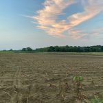 Field with dead tobacco