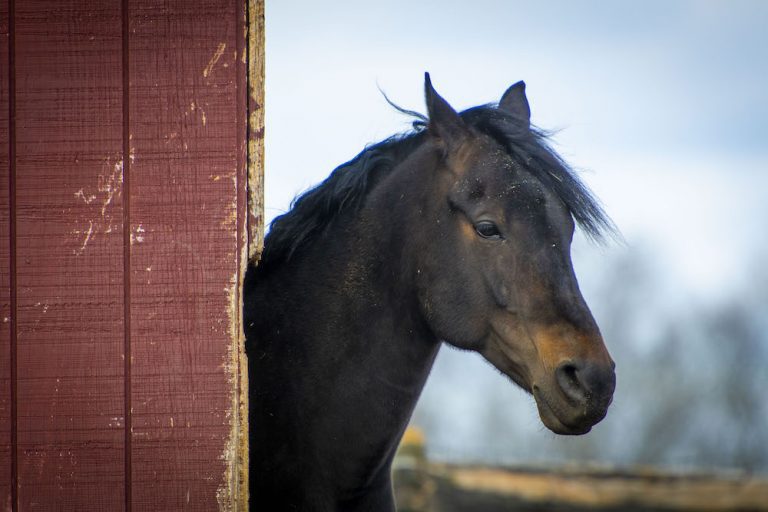 horse looking out from red barn
