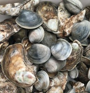 shellfish