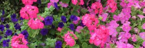 pink and purple petunias and geraniums