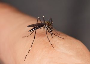 mosquito biting a human