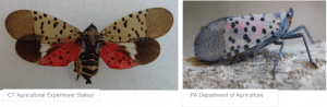 spotted lanternfly adult and juvenile