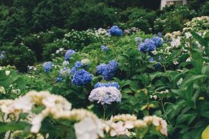 blue and white hydrangea