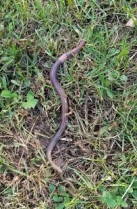 jumping worm
