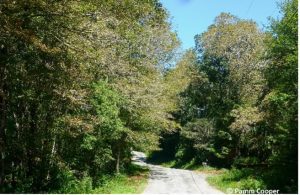 thinning maple trees