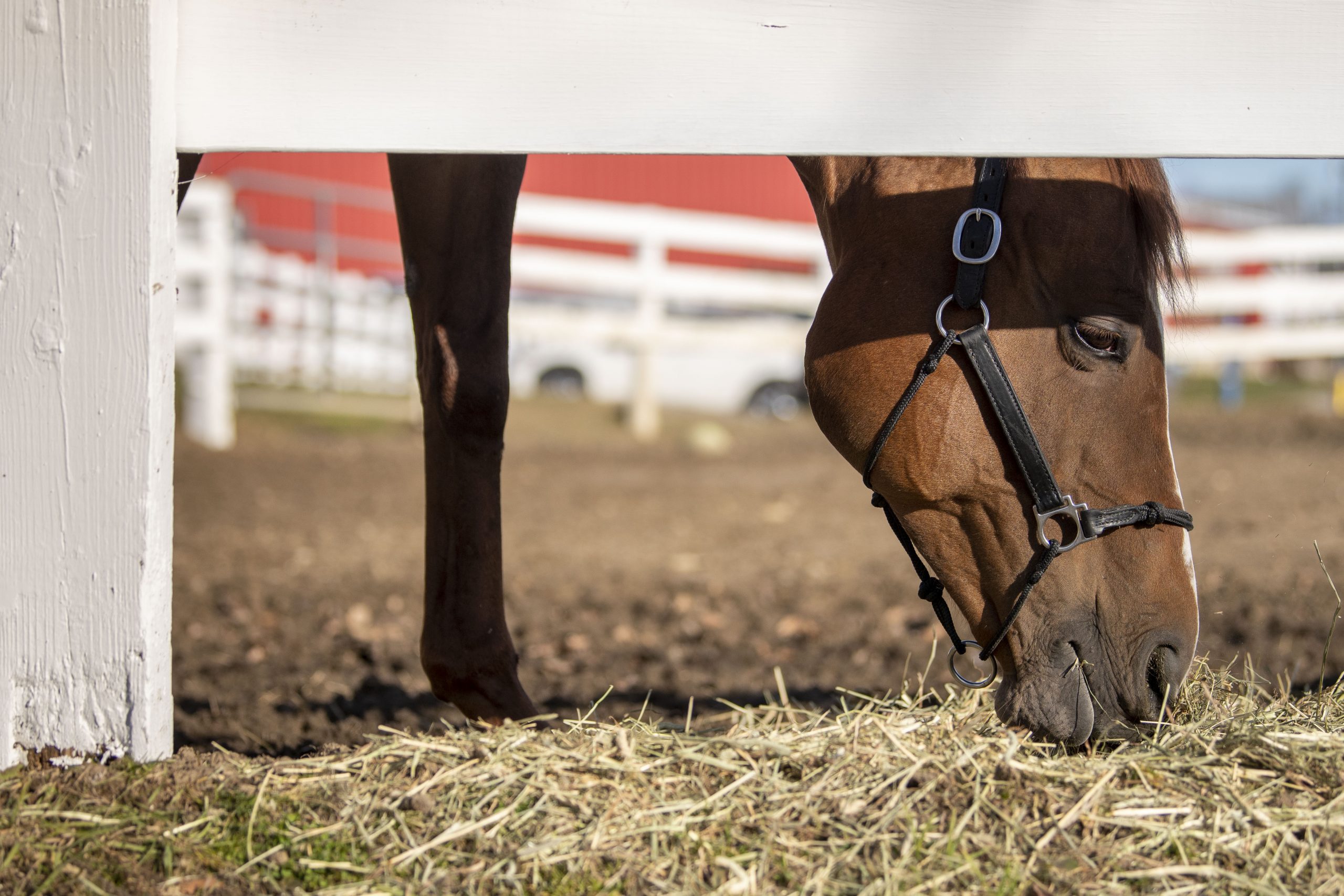 close up of horse head eating hay off the ground