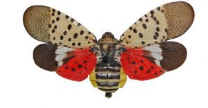adult spotted lanternfly