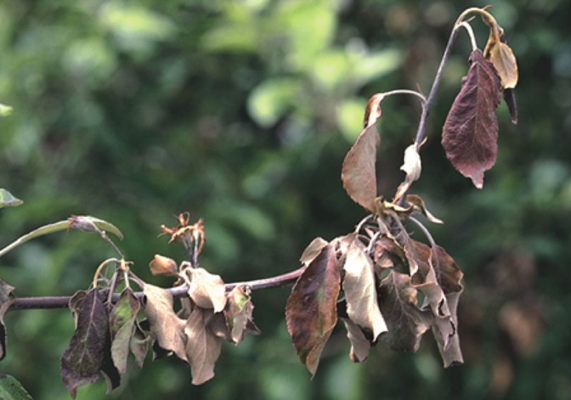 wilted leaves on a tree