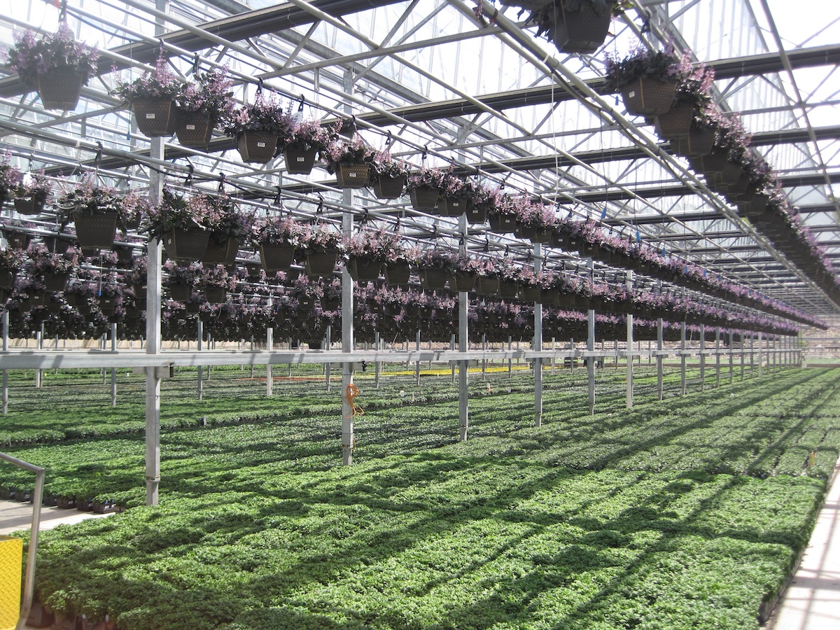 hanging baskets and ornamentals on the floor in a greenhouse
