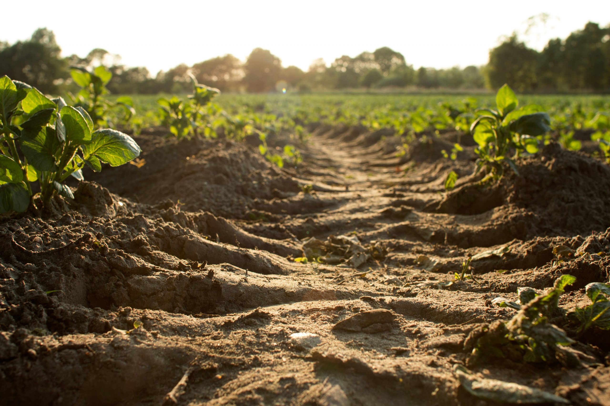 A row of crops in a vegetable garden