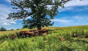 group of red and white cows laying under a tree in the grass