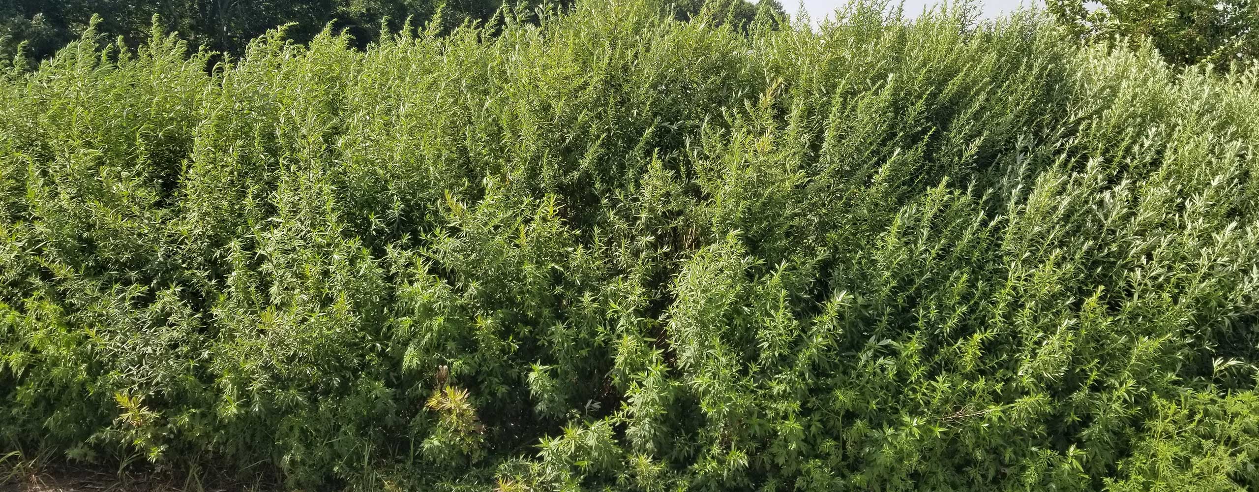 Patch of common mugwort growing on the side of the road