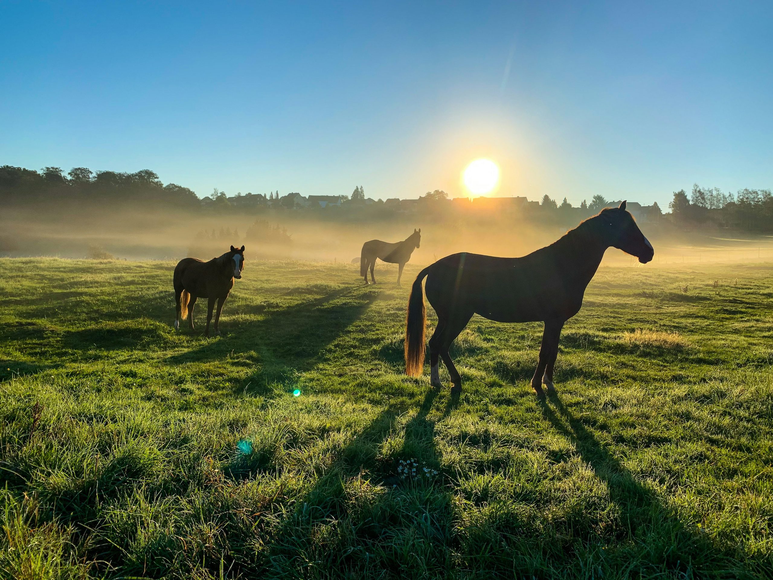Three horses standing in a slightly foggy field with the shining sun and blue sky.