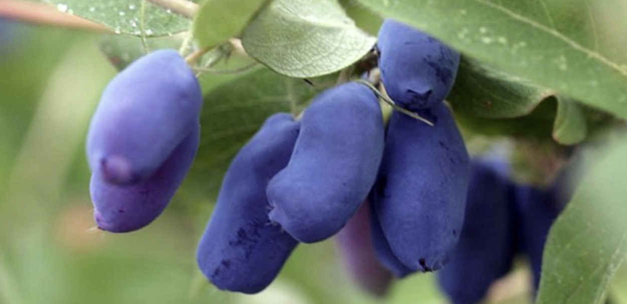 Blue , oval fruit on a branch with green leaves.