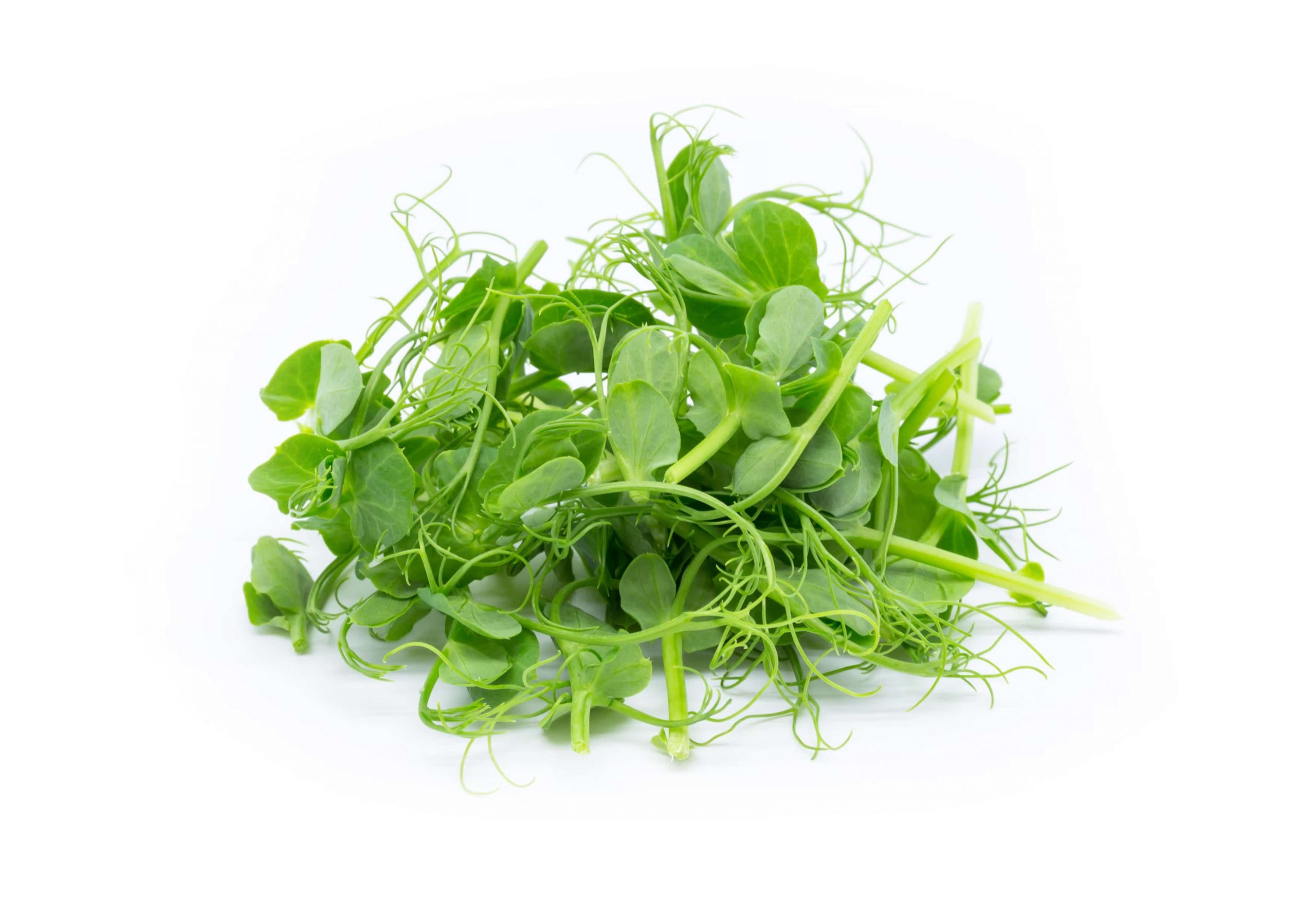 A pile of green microgreen peas, with a round leaf and thin stem against a white background.