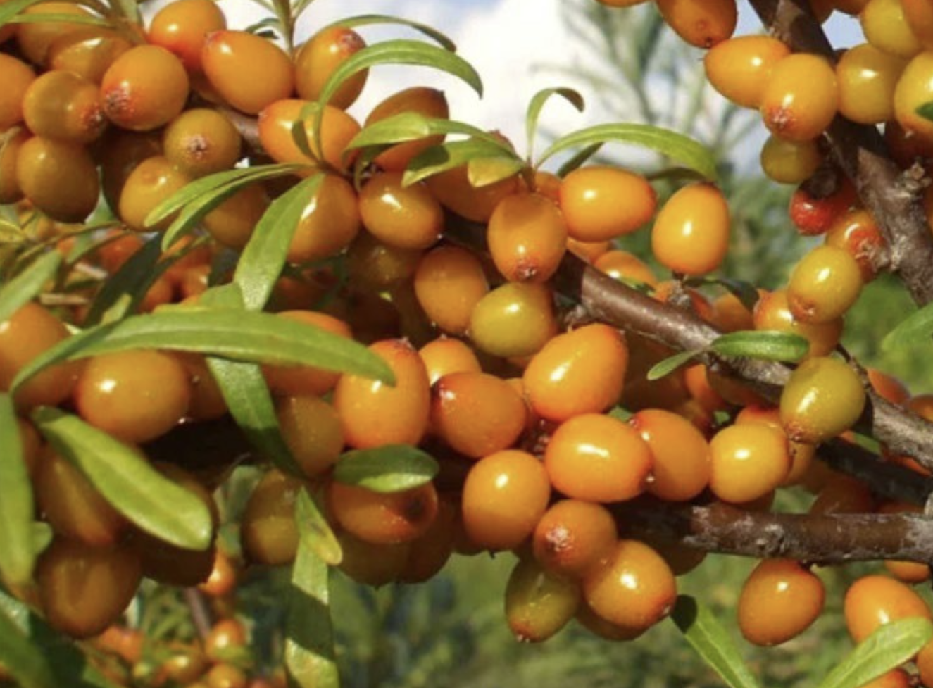 A bunch of yellow berries on a branch with green leaves.