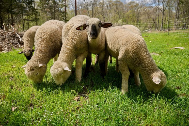 sheep grazing in a field