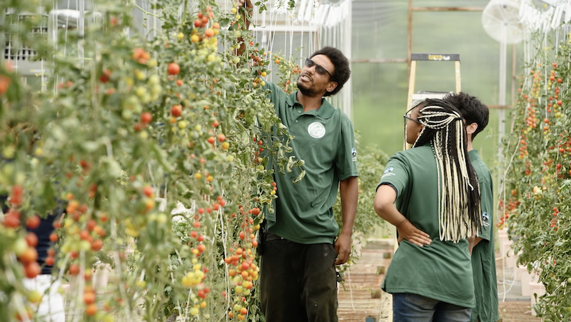 man and youth high tunnel looking at tomatoes