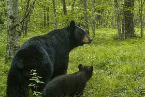 A large and small black bear in a wooded area, near a metal fence.