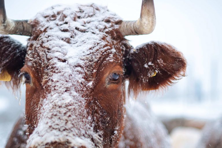 A brown cow with horns staring into the camera while covered in snow.