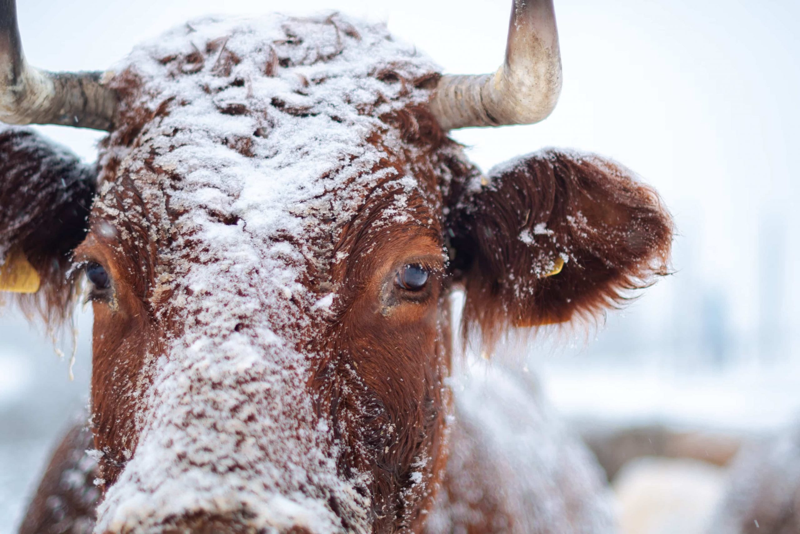 A brown cow with horns staring into the camera while covered in snow.
