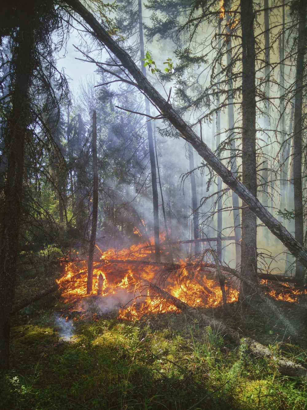 brush fire burning in a forest with green foliage and trees