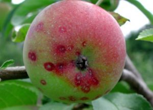A red and green apple on a branch with small spots.