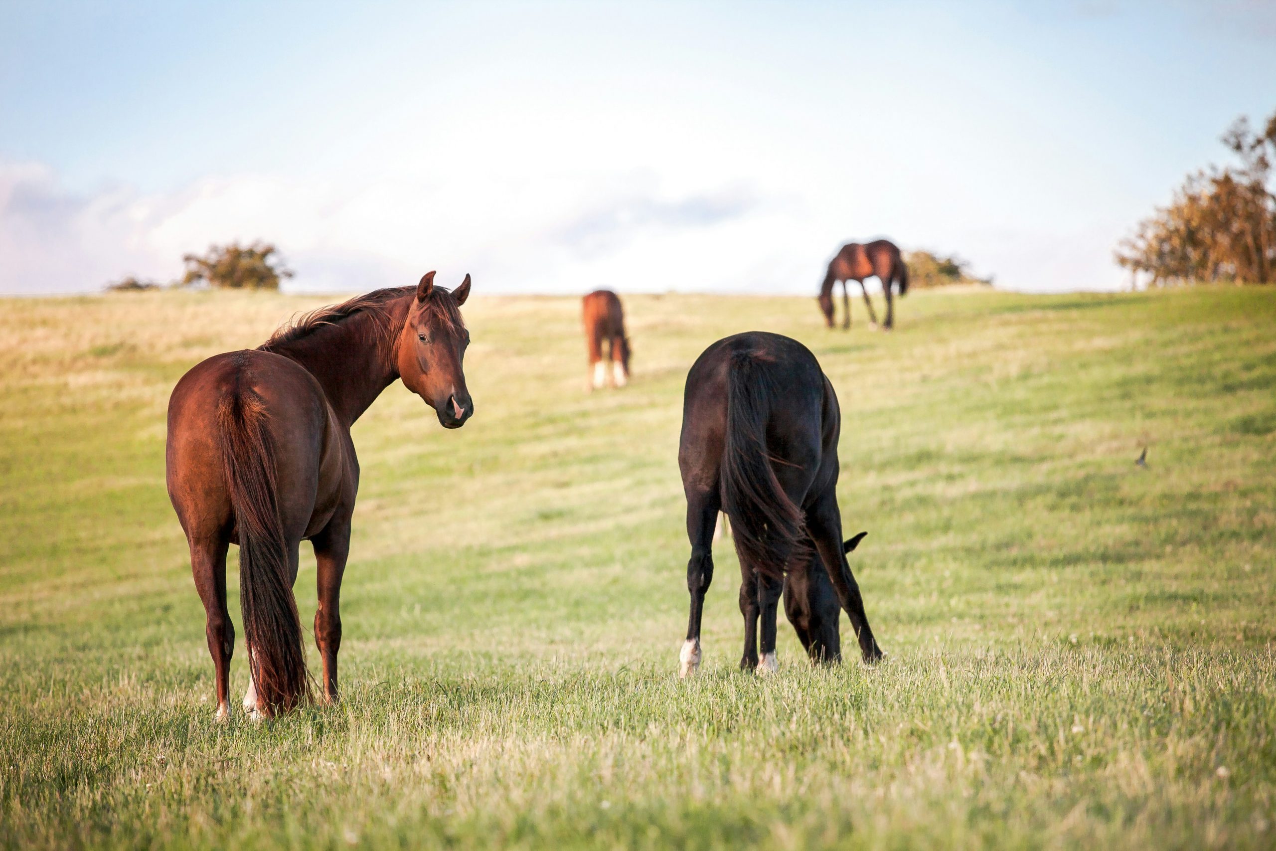A photo of four brown horses in a field. Three are eating grass, while the horse on the left side of the image is looking at the camera.