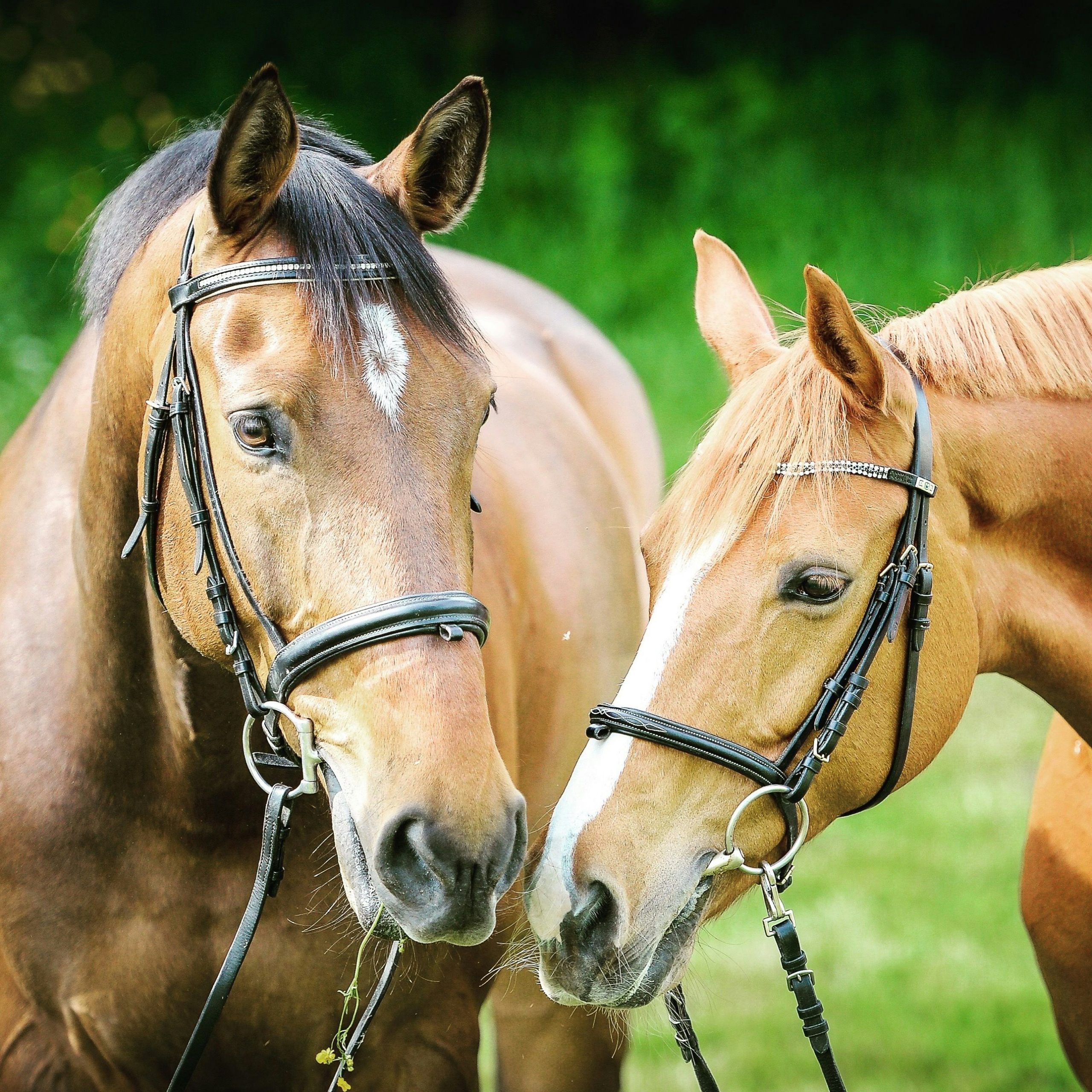 A photo of two brown horses touching their noses together while the horse on the right is eating a flower with trees in the background.
