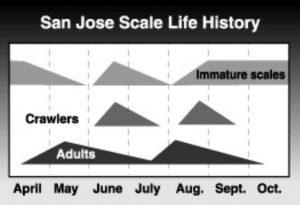A chart with the months along the bottom axis, and shapes in the graph to shwow the life cycle.