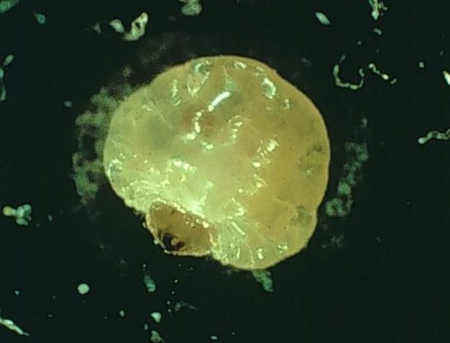 A up close image of a small insect on a green backgrund.