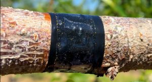 A tree branch with a black band around the middle. In the black band are many small yellow spots.